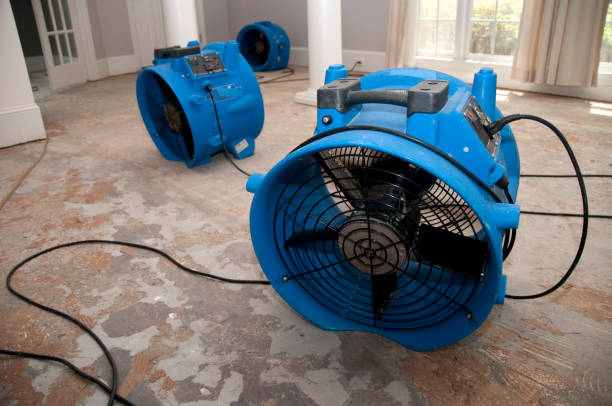 Best Mold removal after water damage  in Lynnville, IN